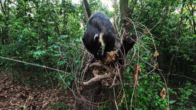 Coati digs a hole in a tree trunk to hunt and feed on insects hidden there in an area of ​​Atlantic Forest in Brazil