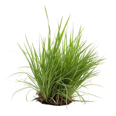 Obraz premium A single dense tussock of wild green grass with long blades isolated on a transparent background png