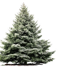 Fototapeta premium Snow-Covered Evergreen Tree Standing Majestically Against a White Background, Showcasing the Beauty and Tranquility of Winter's Embrace