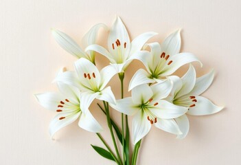Obraz premium Delicate white lilies arranged on a soft, textured light beige background, showcasing their elegant petals and stamens, texture, detail
