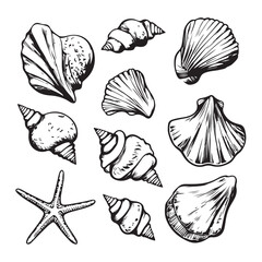 Set of different black sea shells and starfish vector illustration