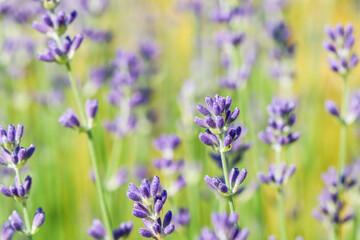 Lavender flowers blooming in the garden with blurred background.