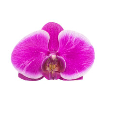 Fuchsia Orchid Flower Isolated on White Background