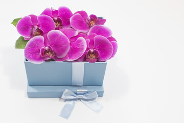 Fuchsia Orchids in Light Blue Gift Box with Satin Ribbon, on Light Background