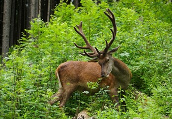 red deer in the woods