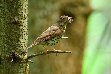 Fototapeta premium sparrow on a branch