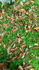 mushrooms in the grass