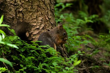 squirrel on a tree