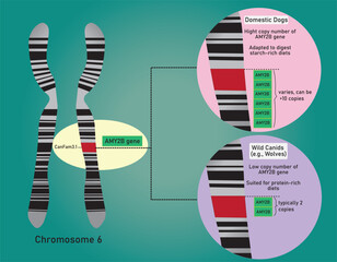 Infographic information of the difference between domestic dogs and wild canids (like wolves) regarding the AMY2B gene is the copy number variation (CNV) located on chromosome 6.
