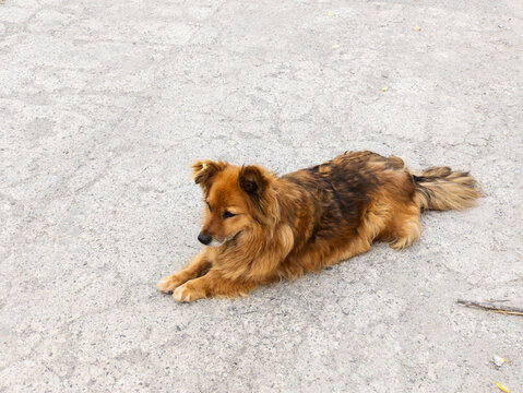 A brown dog laying on the ground in the middle of the street