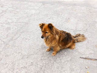 A brown dog sitting on the ground in the middle of the street