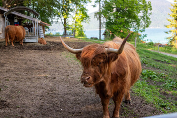 Highland brown cow portrait with alpine landscape in the background in Bayern, Germany