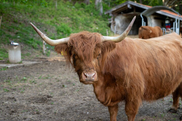 Highland brown cow portrait with alpine landscape in the background in Bayern, Germany
