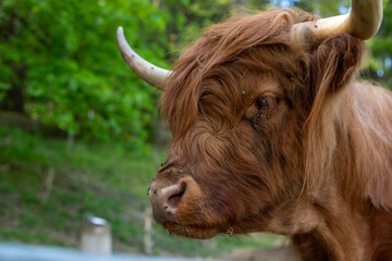 Highland brown cow portrait with alpine landscape in the background in Bayern, Germany