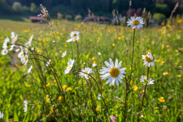 Beautiful daisies in a sunny meadow with mountains in the background in Bayern, Germany