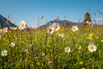 Beautiful daisies in a sunny meadow with mountains in the background in Bayern, Germany
