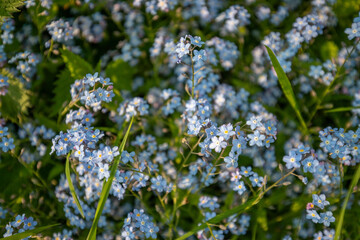 Beautiful blue flowers, Forget-me-nots blooming in a lush green field