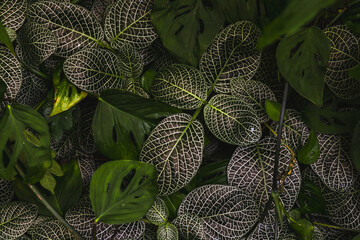 Beautiful green leaves of a Fittonia verschaffeltii also known as a Nerve plant from Peru.