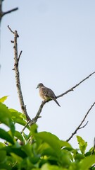 A wild zebra dove on a tree
