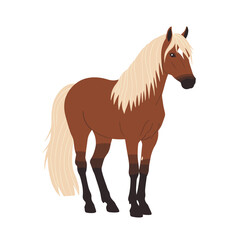 Brown horse with long mane standing on a white background  
