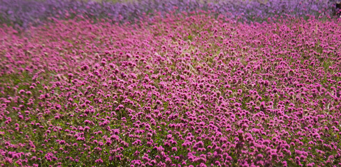 purple flowers in the field in thailand, selective focus.