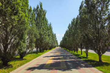 Poplar alley in the city center.