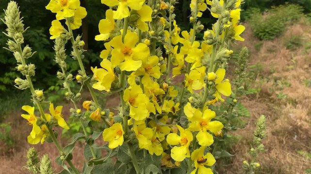 Bees collecting pollen on Verbascum (mullein) flowers in summer garden
