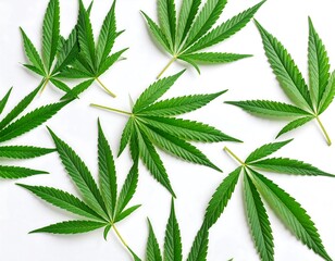 Fresh green cannabis leaves on white