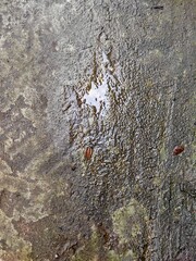 Wet Cement Ground With Rough Textured Surface