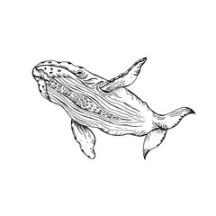 Vector hand drawn illustration of whale. Sketch detailed engraving style