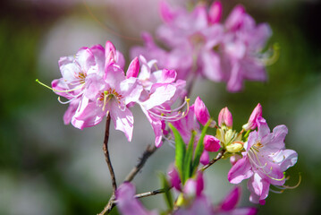 pink rhododendron blooms in the Botanical garden
