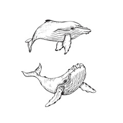 Vector hand drawn illustration of whales. Sketch detailed engraving style