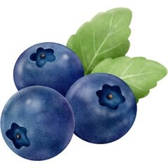 Blueberry and leaves watercolor style paper texture illustration