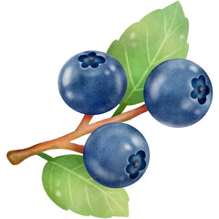 Blueberry and leaves watercolor style paper texture illustration