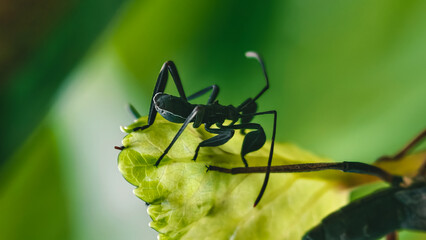 A solitary black ant perched upon the vivid green leaf in a vibrant natural setting