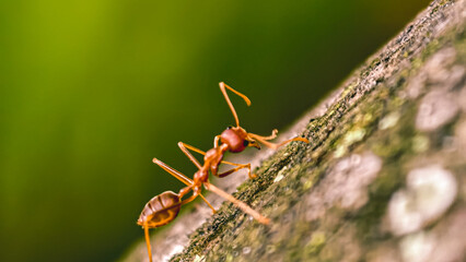 A diligent ant navigates the textured terrain of a branch against verdant backdrop