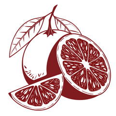 vector illustration of blood orange