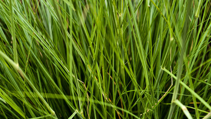 A vibrant close-up view showcasing verdant green grass blades in a refreshing natural light setting
