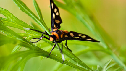 Close-up view of a striking Amata spernax moth perched on vibrant green foliage