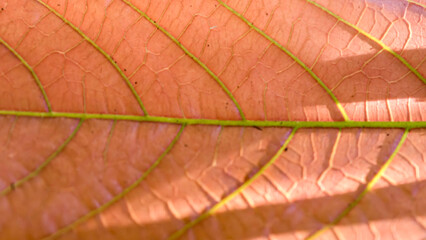 Detailed close-up of a translucent, salmon-colored leaf with intricate green vein patterns