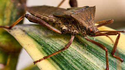 Detailed macrophotography captures a brown leaf-footed bug resting on a vibrant variegated leaf