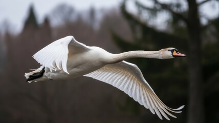 Graceful swan in flight over forested landscape