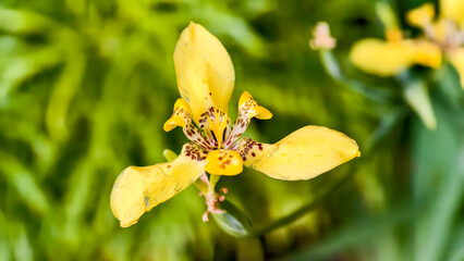 Elegant yellow walking iris with delicate brown spots, captured in sharp detail against a soft