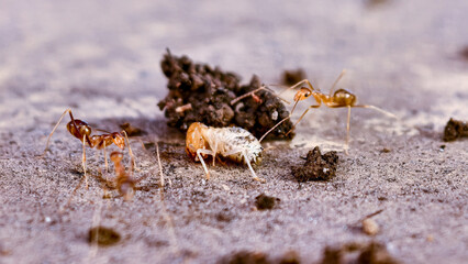Foraging ants and a dead insect on a cement surface exhibit natures small drama