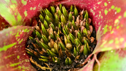 Macro shot capturing the detailed center of a bromeliad plant, showcasing unfolding leaves and the...