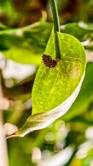 Intriguing study of a speckled spadix leaf reveals delicate textures and unique botanical details