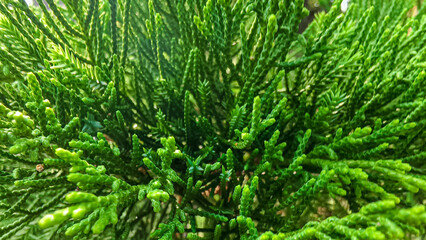 Lush emerald foliage displays a dense network of textured needles and vivid hues