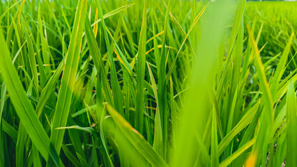 Close-up view of vibrant green rice paddy stalks.