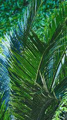 Close-up view of vibrant tropical palm fronds, showcasing intricate leaf details and lush green...