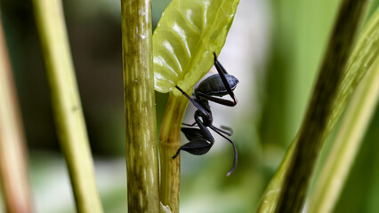 A black ant meticulously climbs a plant stem, with a vibrant green leaf in the background.